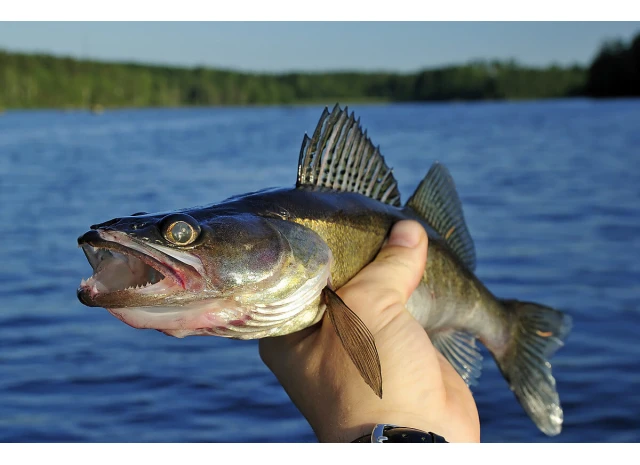 Ловля судака на воблеры: секреты и советы